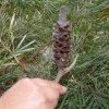 Banksia cone for fuel